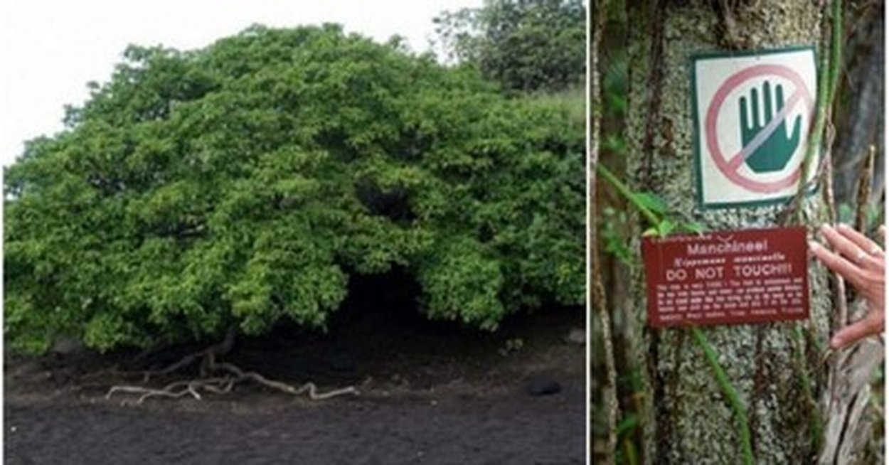 Манцинелла ядовитое