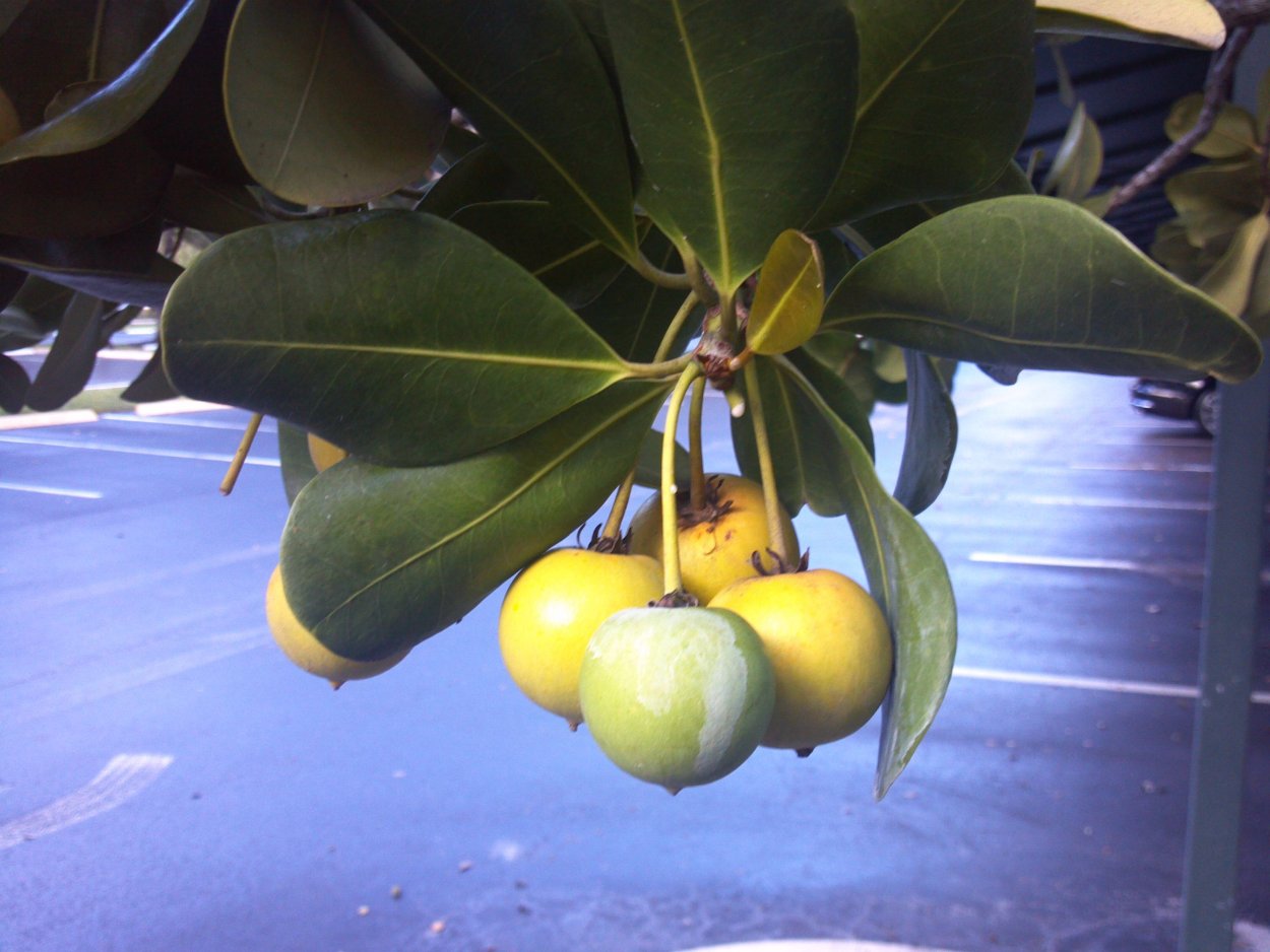 Манцинелла ядовитое дерево