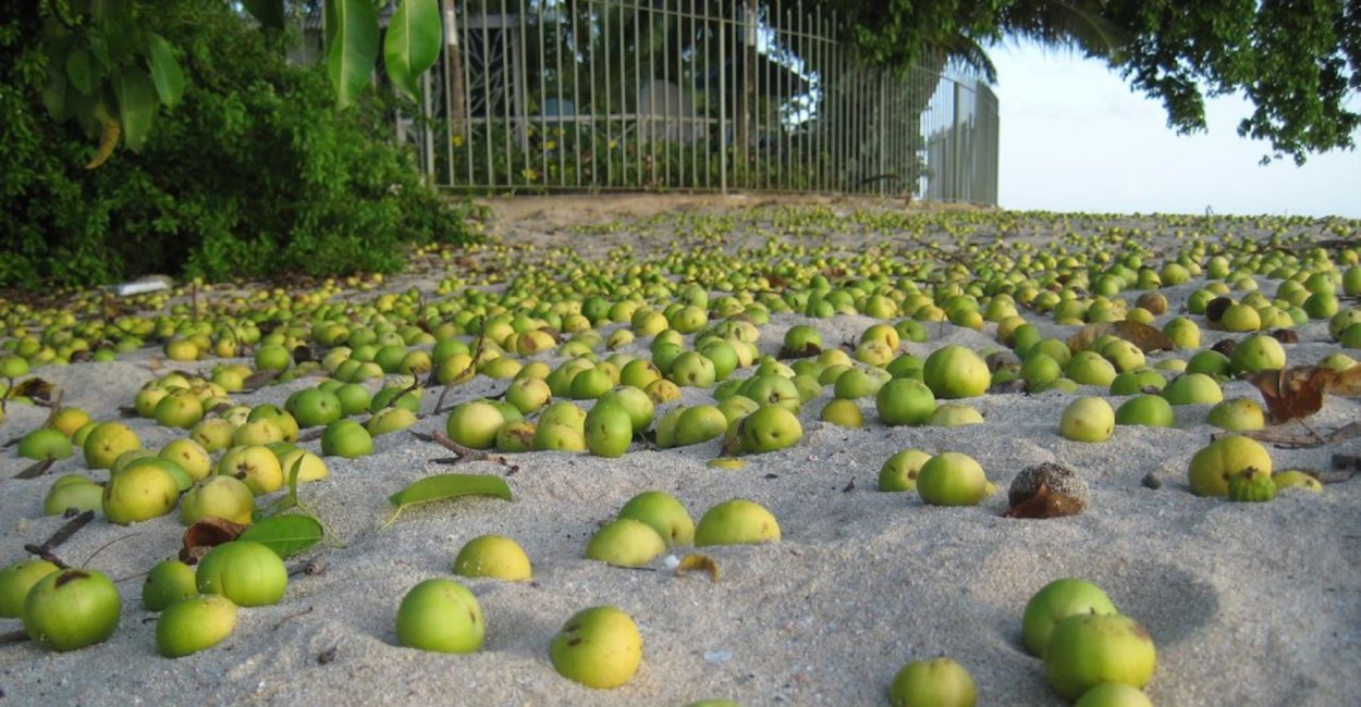 Карибское дерево смерти
