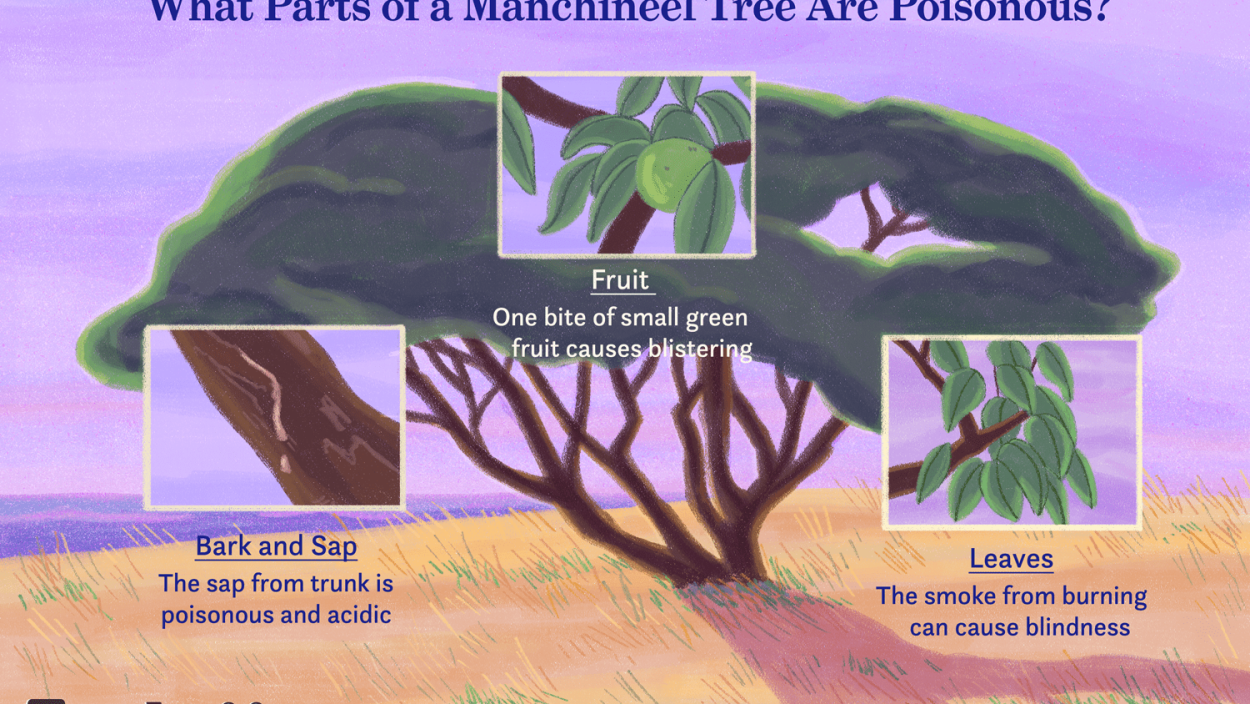 Ядовитое дерево в Африке