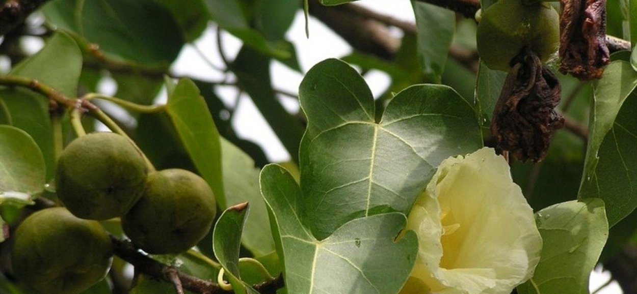 Манцинелла ядовитое дерево