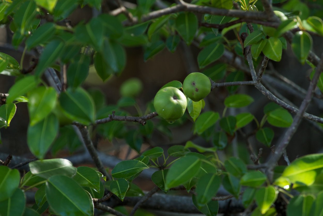 Манцинелловое дерево плоды