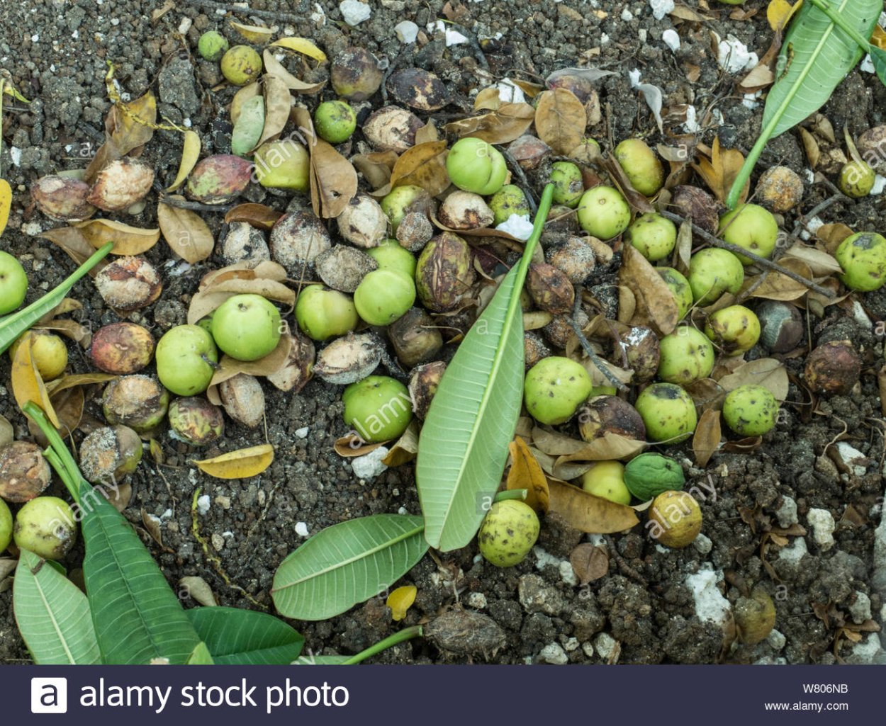 Манцинелла плоды