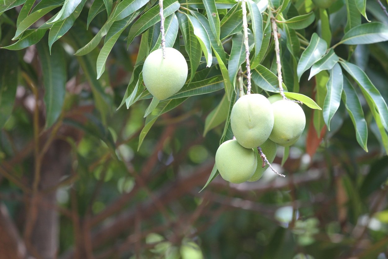 Калебасовое дерево