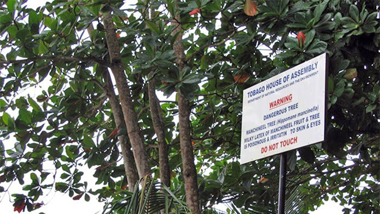 Ядовитое дерево в Америке