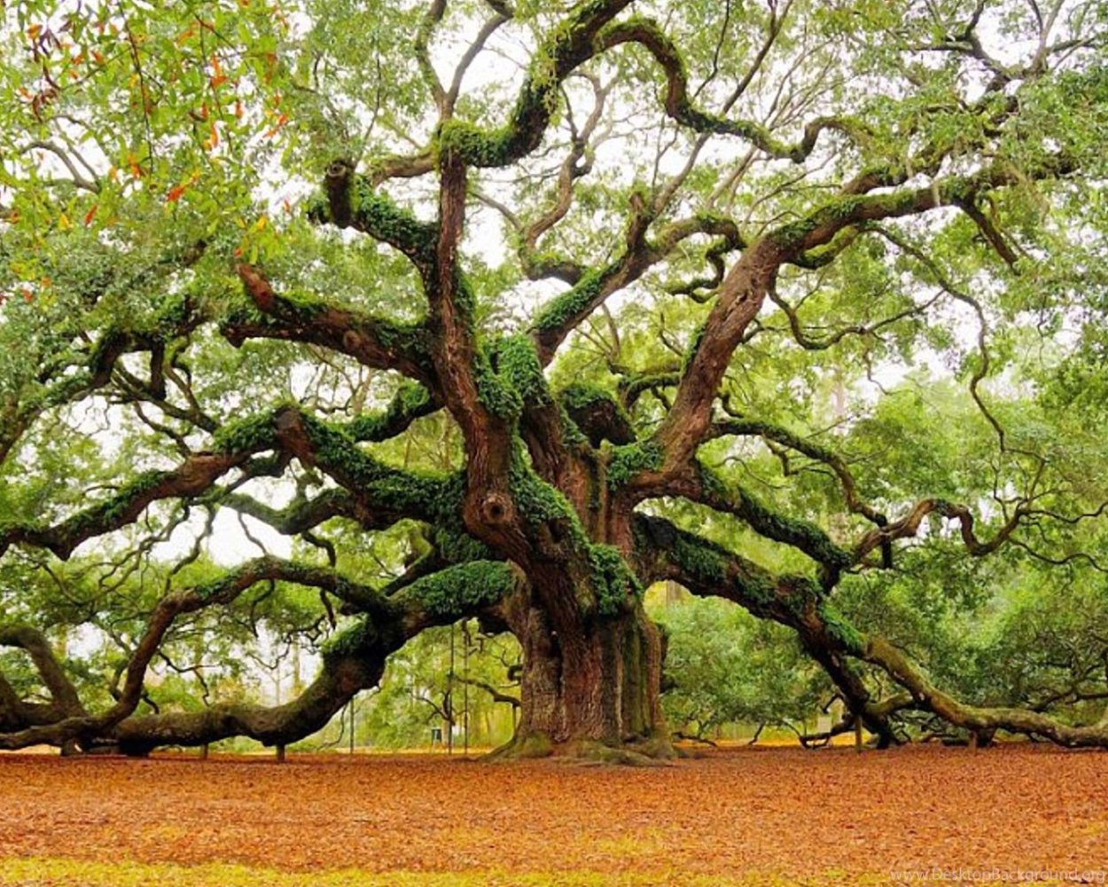 Махагуа дерево