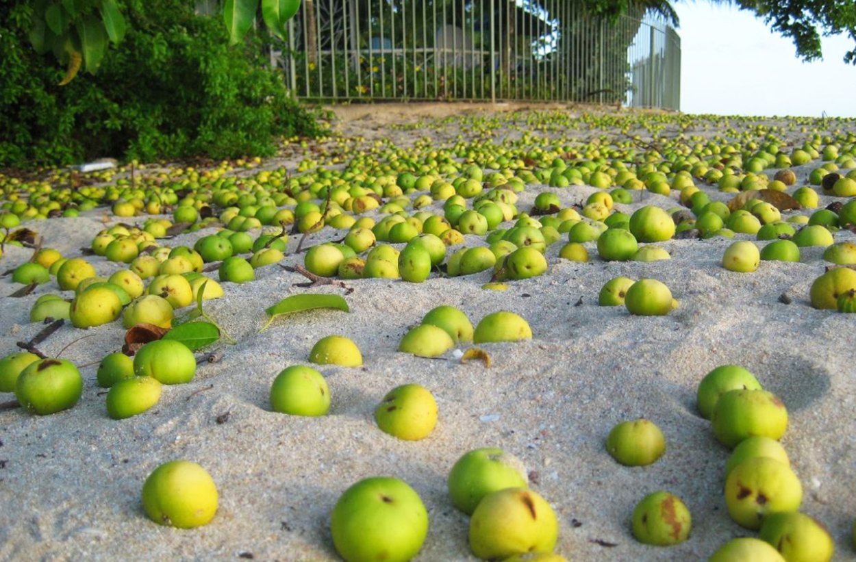 Дерево смерти марцинелла