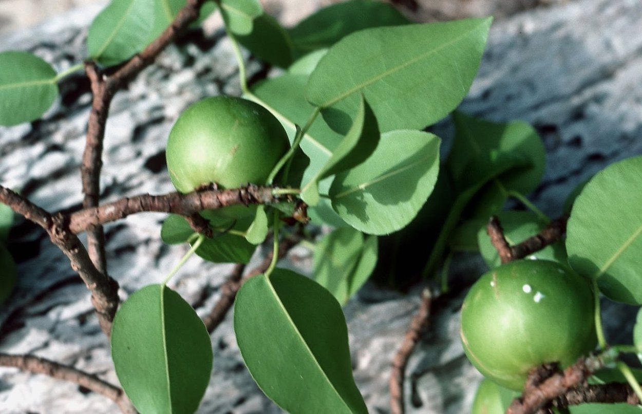 Дерево смерти манцинелла