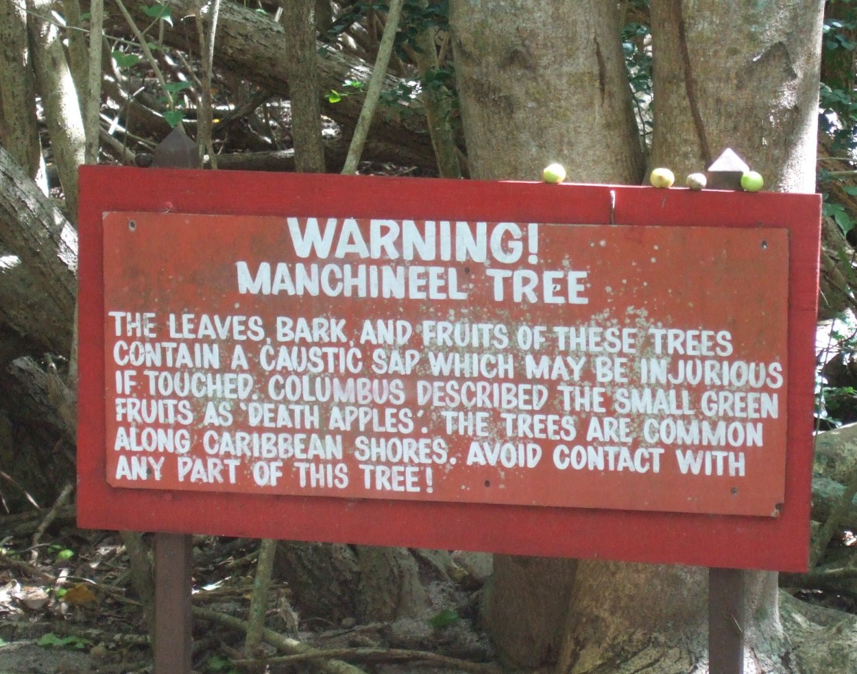 Манцинелловое дерево последствия