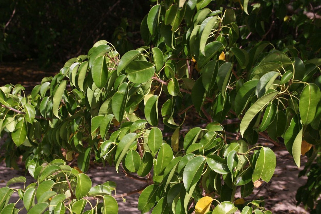 Манцинелла дерево