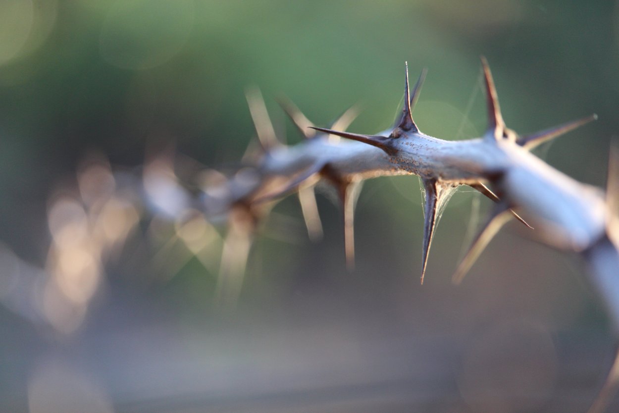 Дерево с шипами на ветках
