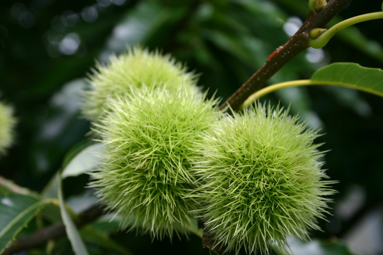 Каштан съедобный дерево Италия