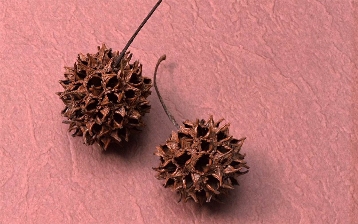 Круглые шишки