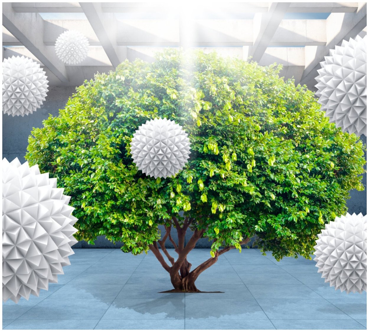 Большие шары с деревьев колючие