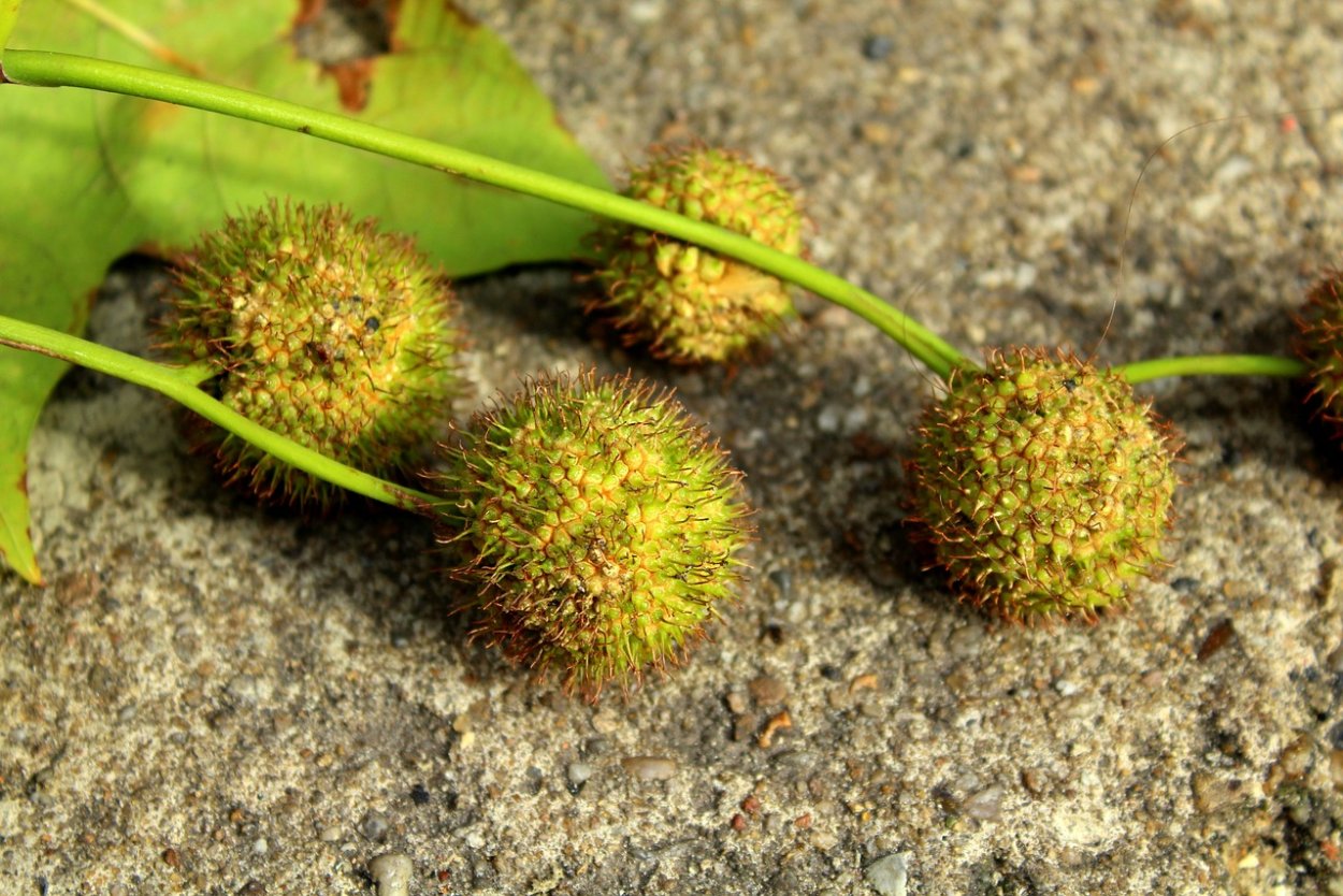 Платан фрукт