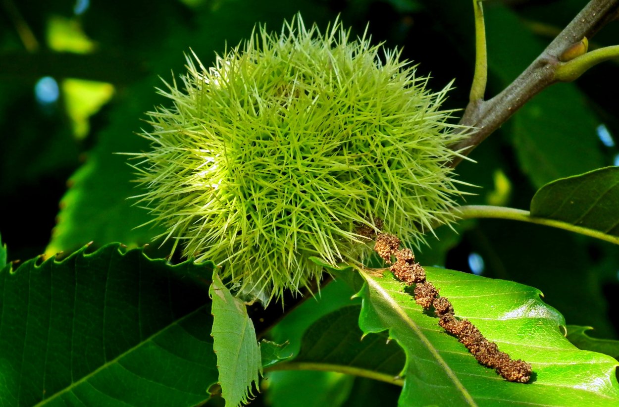 Платан дерево фрукт