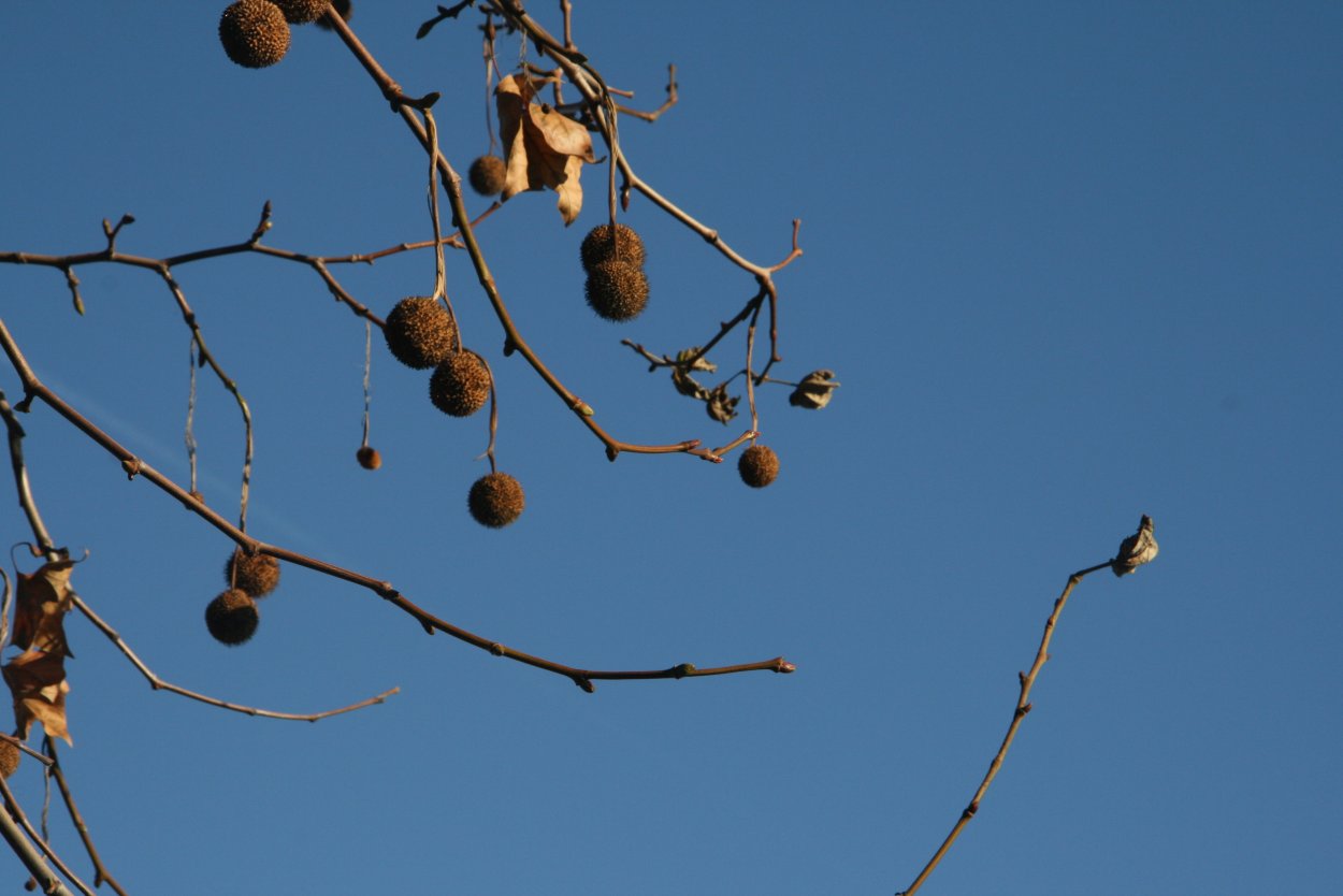 Дерево с колючими шариками