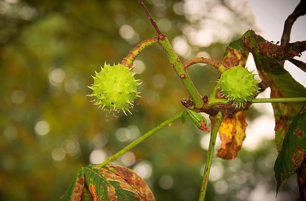Каштан плод ШИПАСТЫЙ