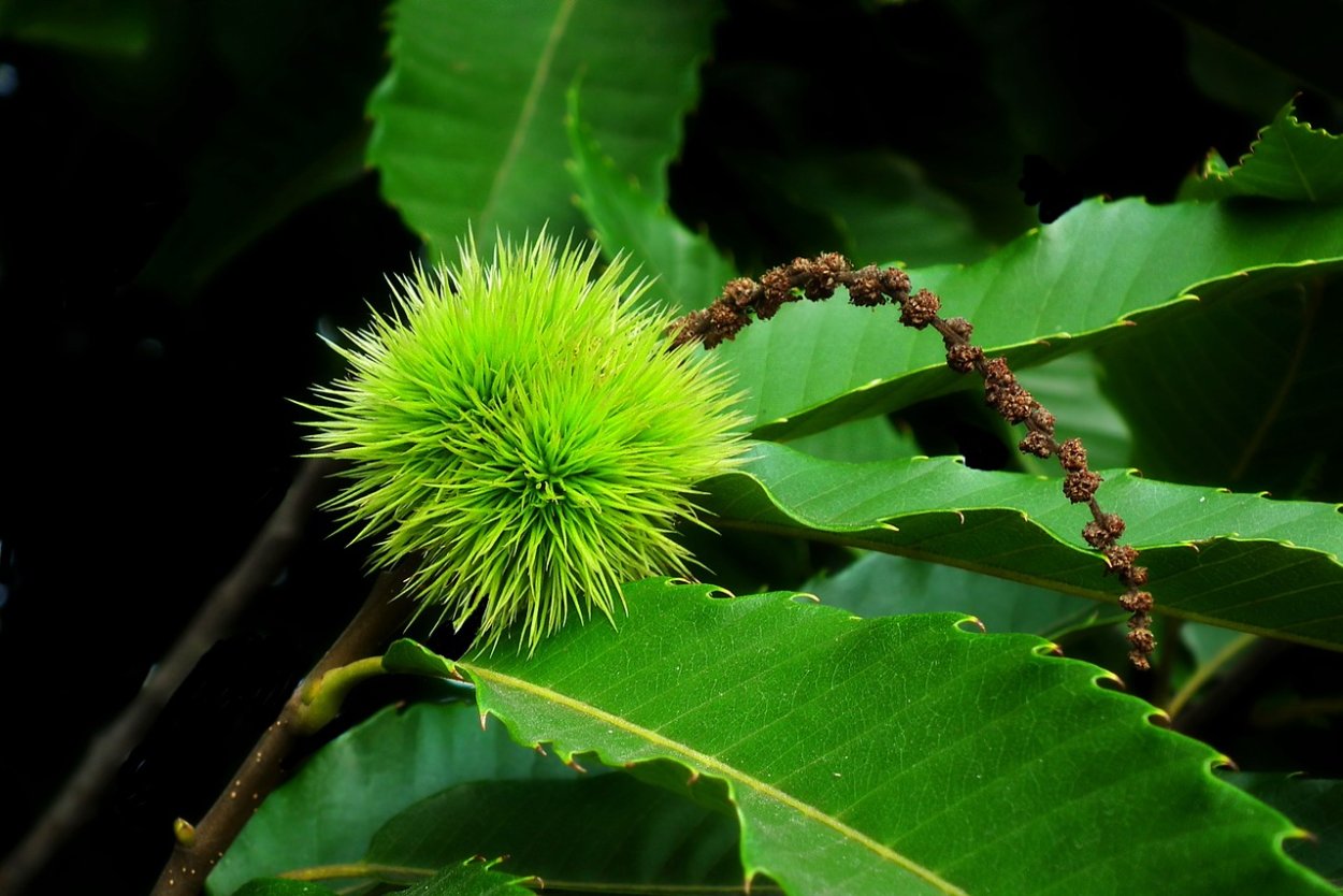 Съедобные листья деревьев. Castanea sativa leaf. castanea sativa fruit. каштан съедобный дерево. каштан съедобный листья.