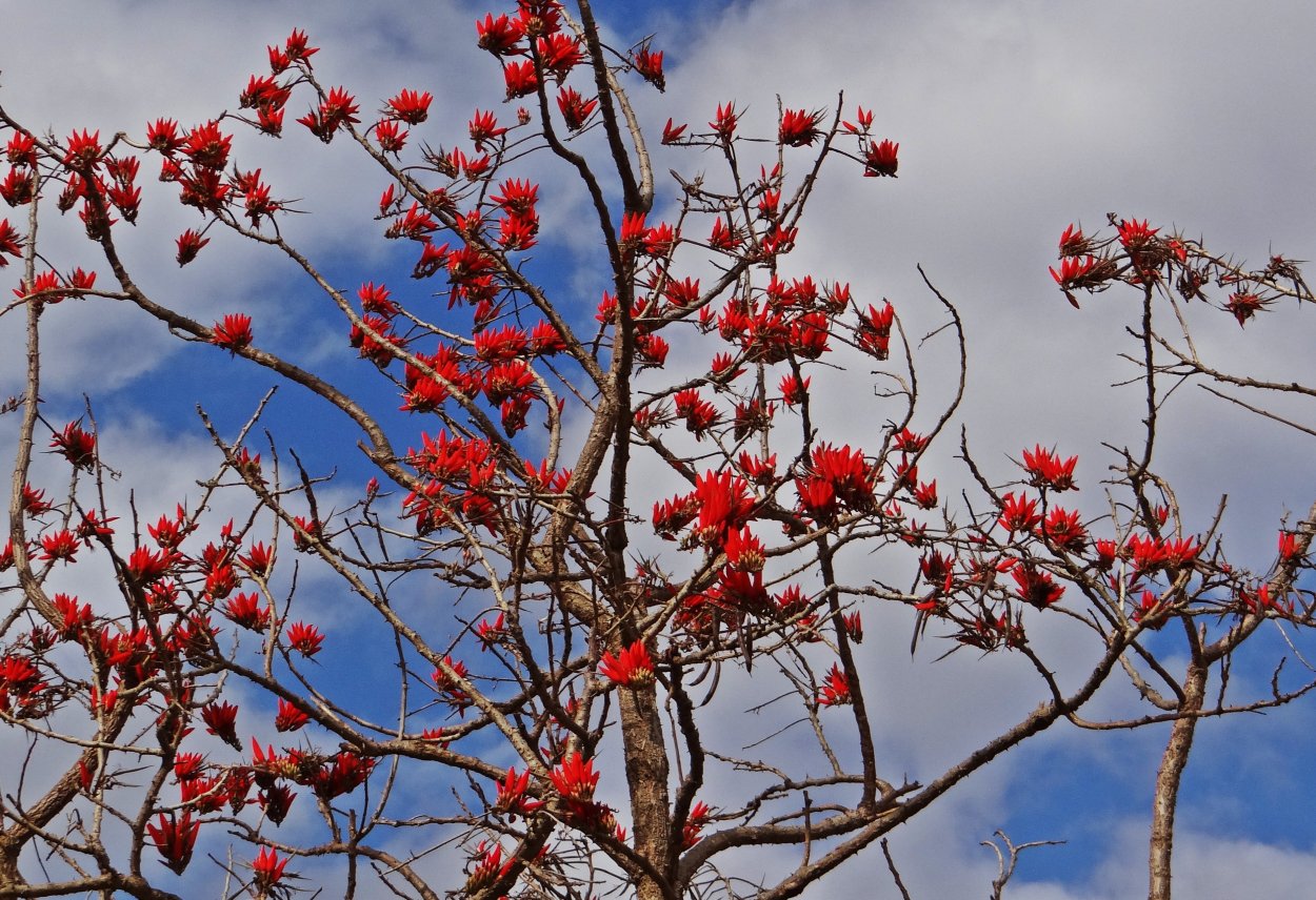 (Erythrina Indica),дерево мандара.