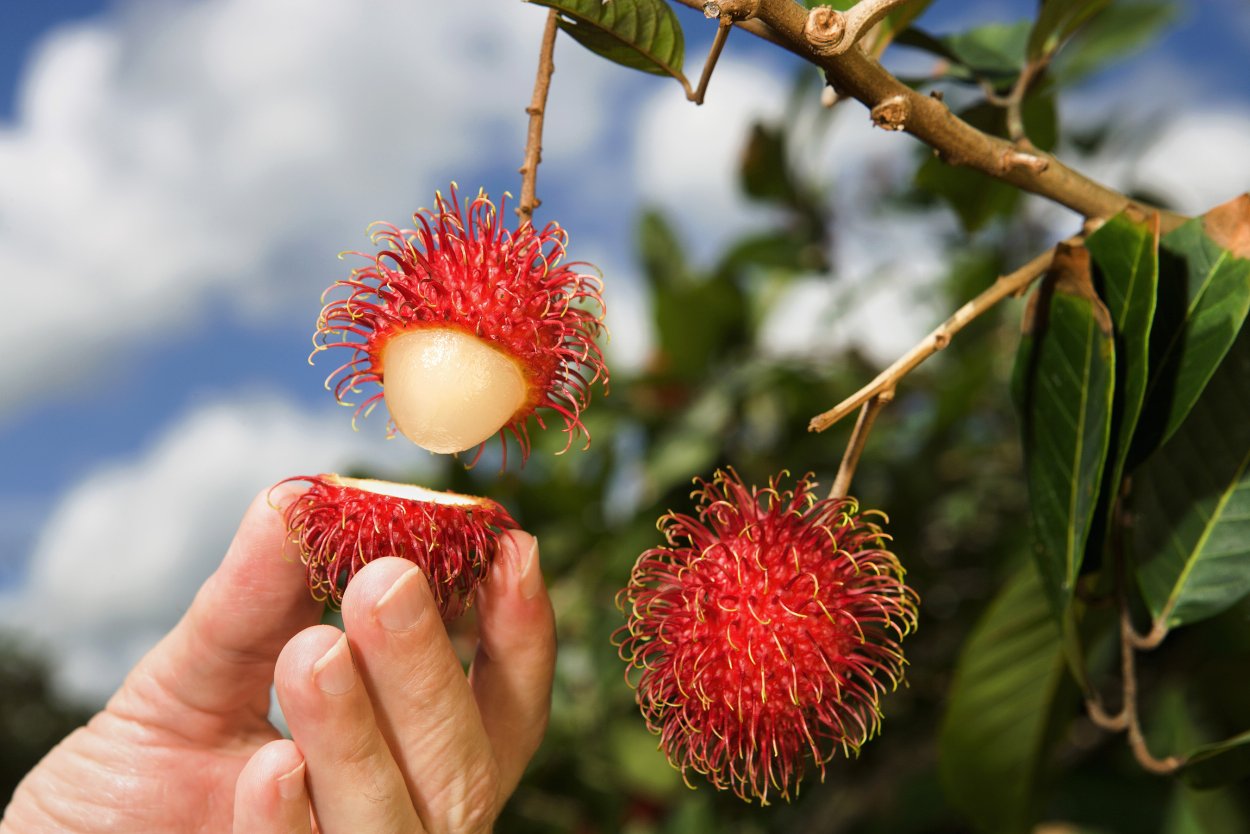 Рамбутан черимойя