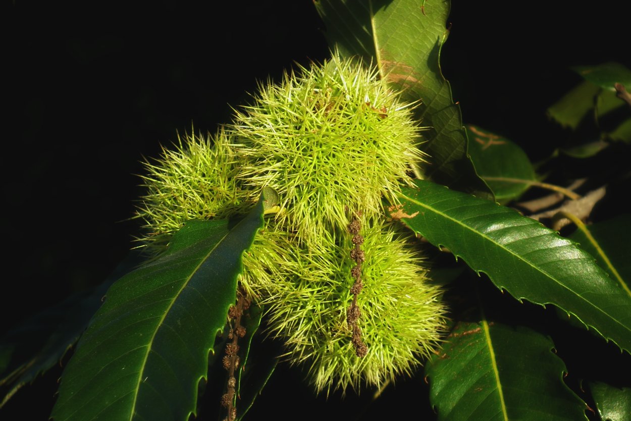 Castanea pumila