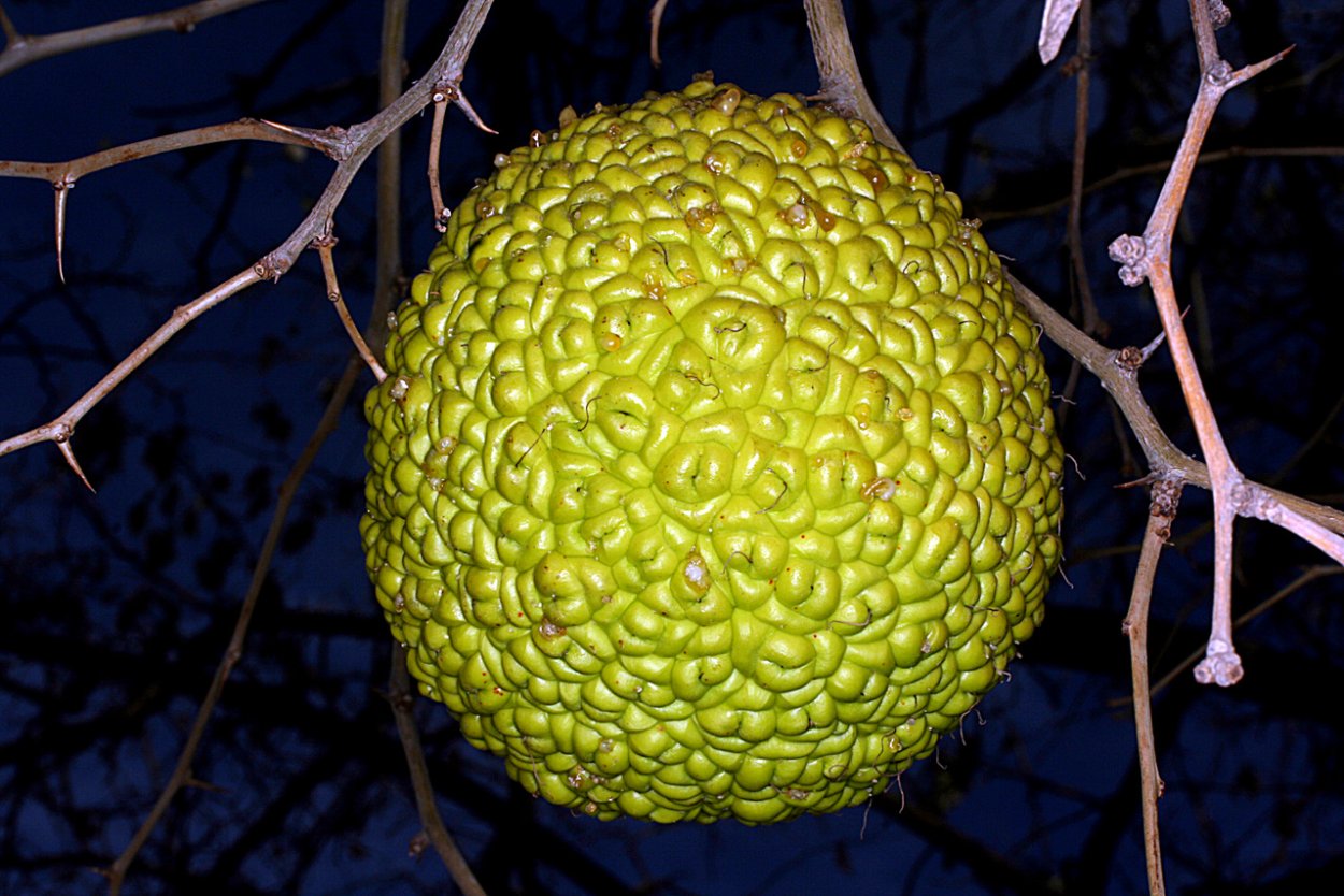 Райский плод маклюра