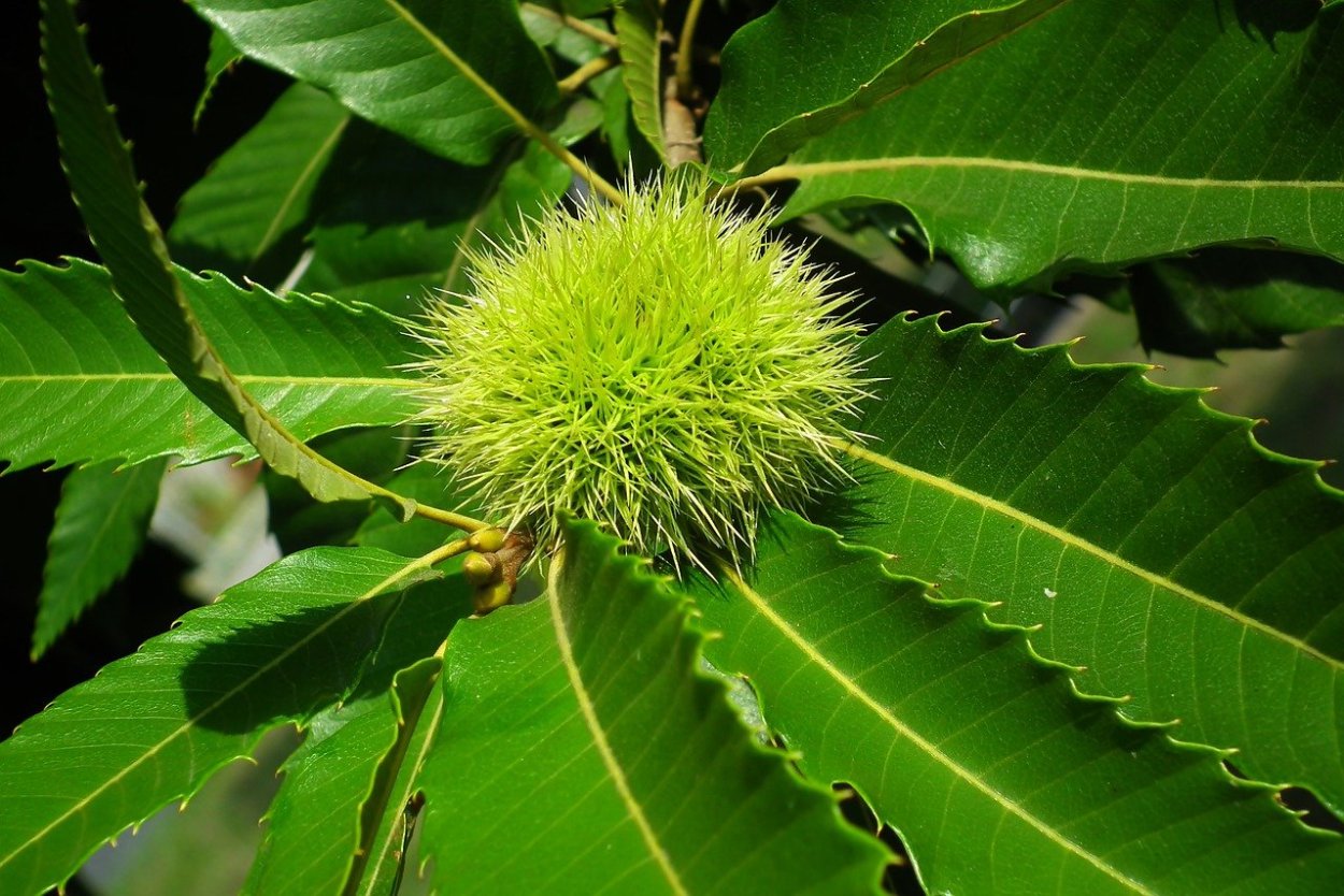 Каштан съедобный листья