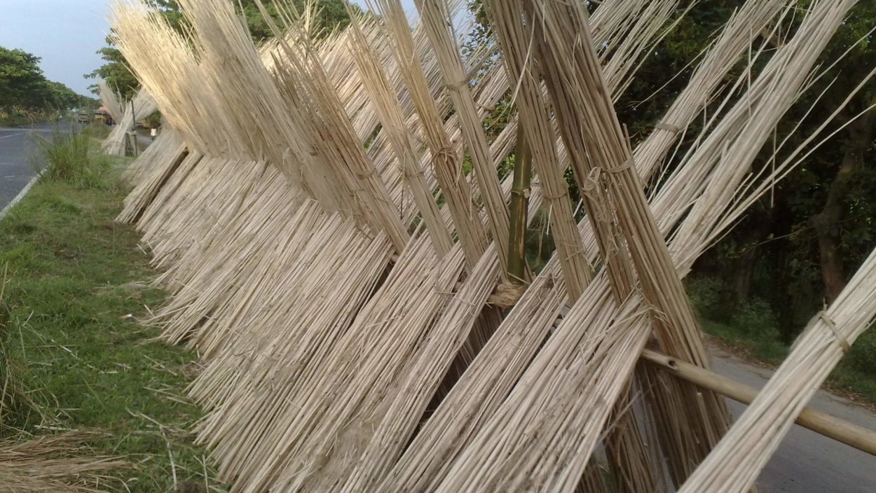 Джут растение