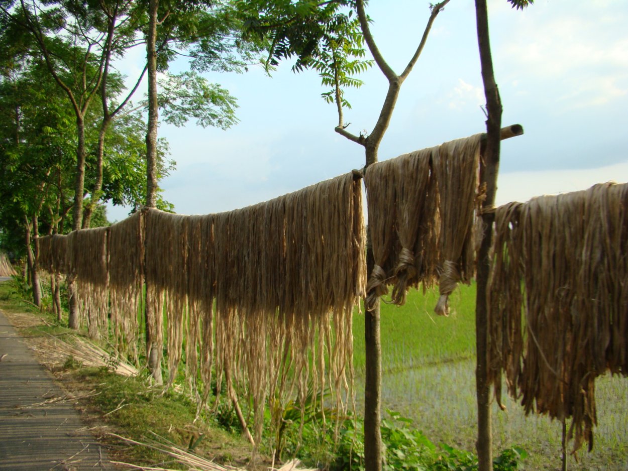 Джут плантация