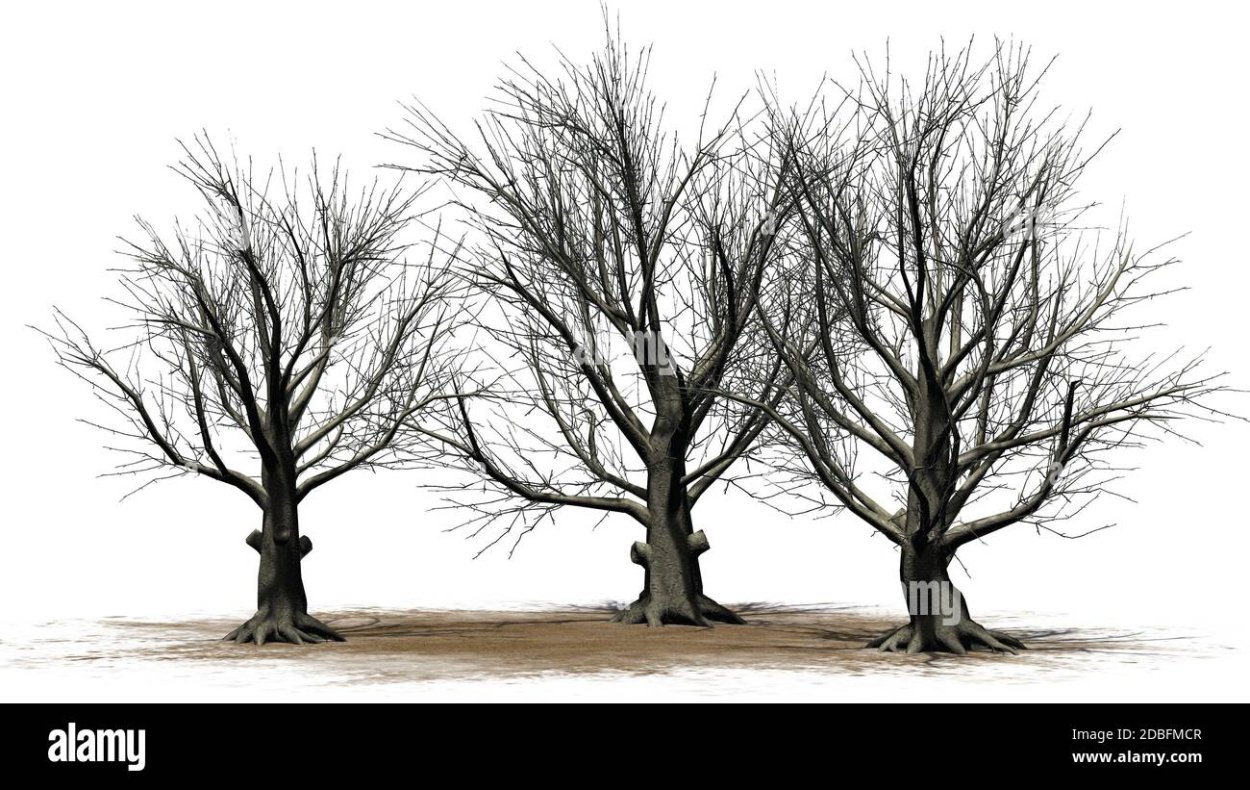 Дерево под разными ракурсами