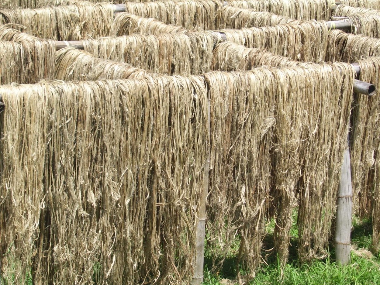 Абака манильская пенька