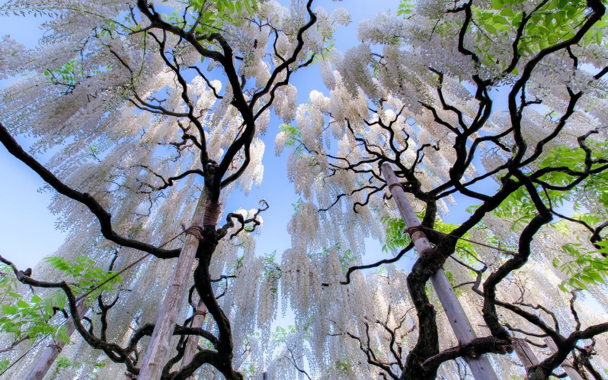 Изящное дерево