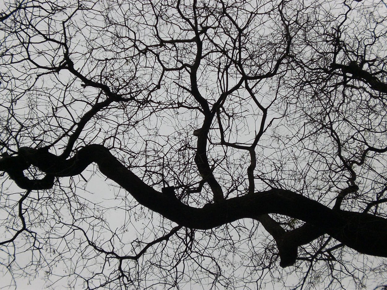 Дерево с корявыми ветками