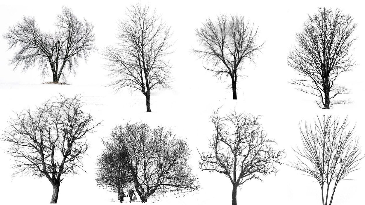 Силуэт лиственного дерева