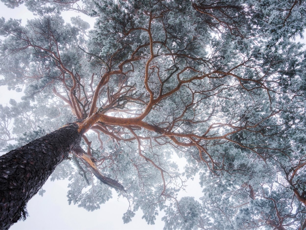 Сосны снизу вверх