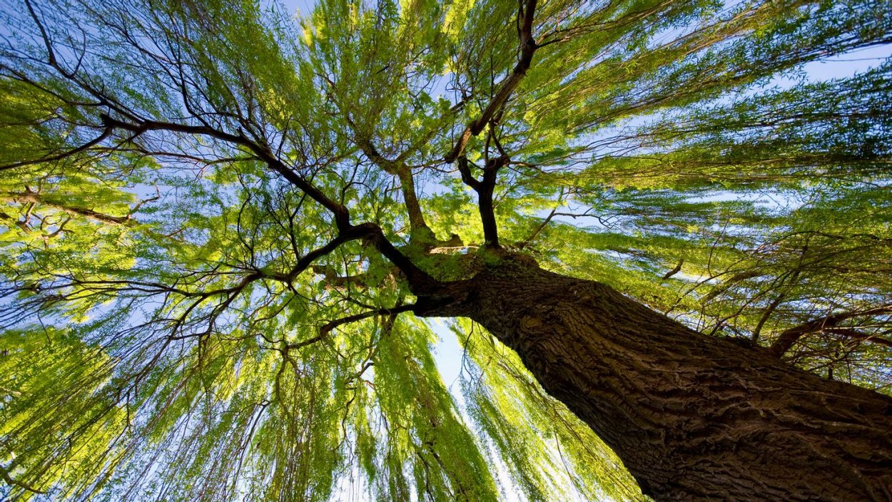 Плакучая Ива ствол