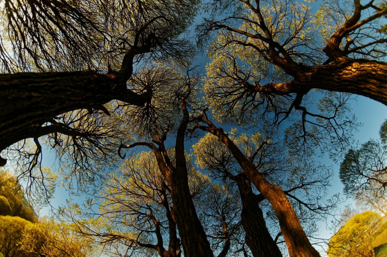 Красивые кроны деревьев