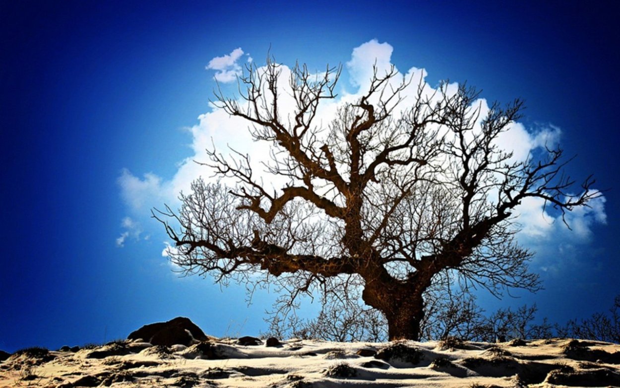 Дерево с разных ракурсов