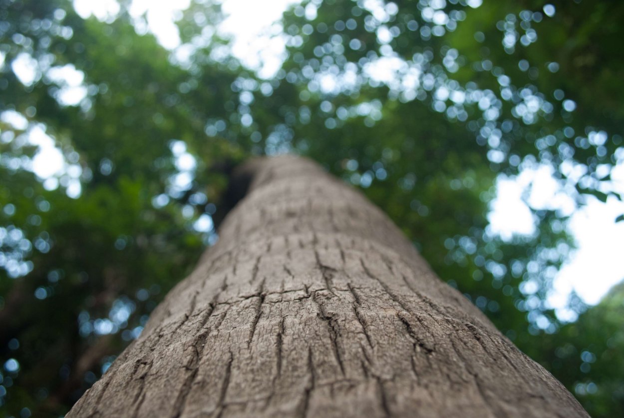 Прямые деревья