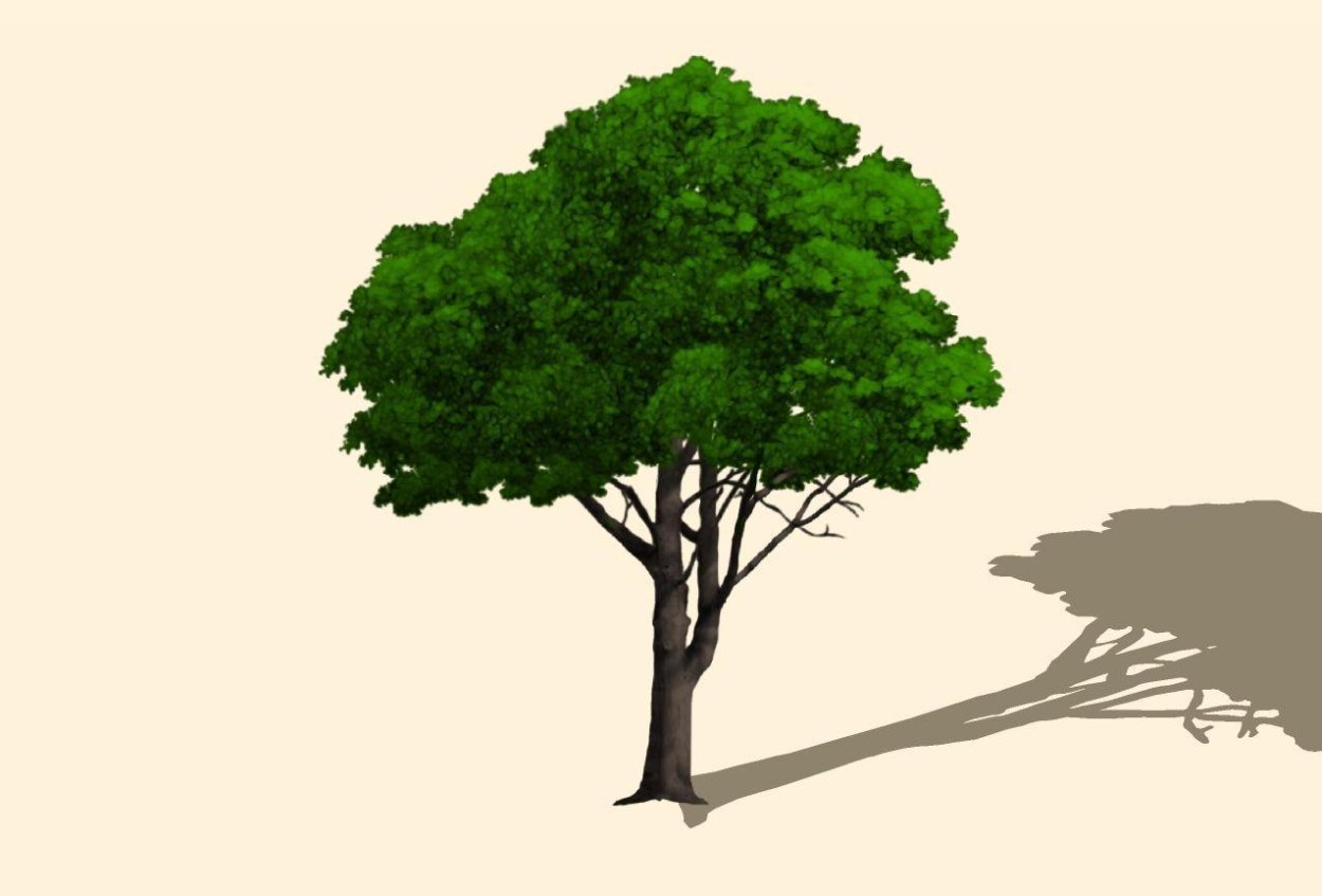 Застенчивость кроны у деревьев