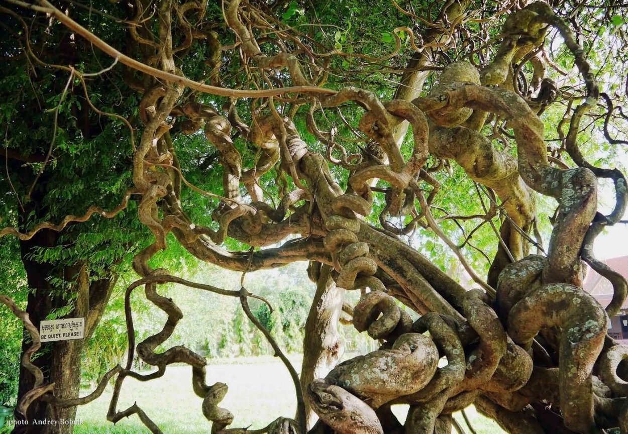 Дерево рансвива