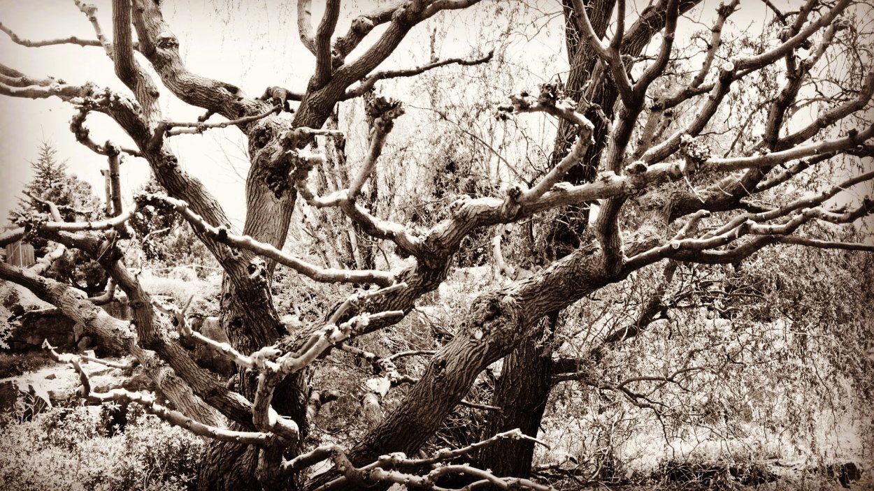 Стилизованное дерево с корнями