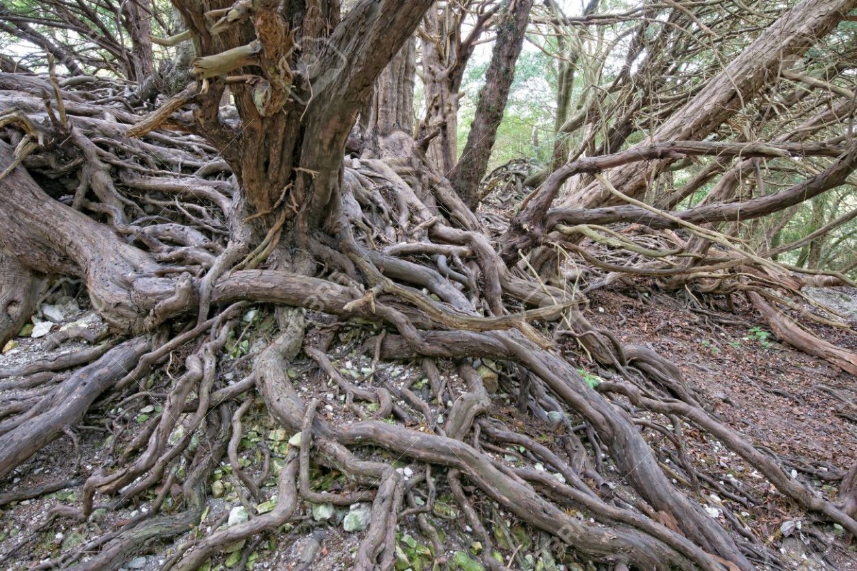 Сдвоенное дерево