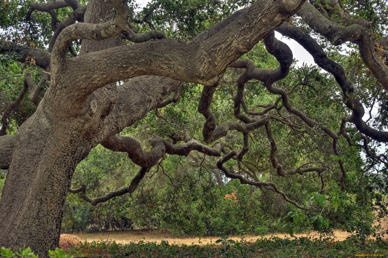 Фикус бенгальский Баньян