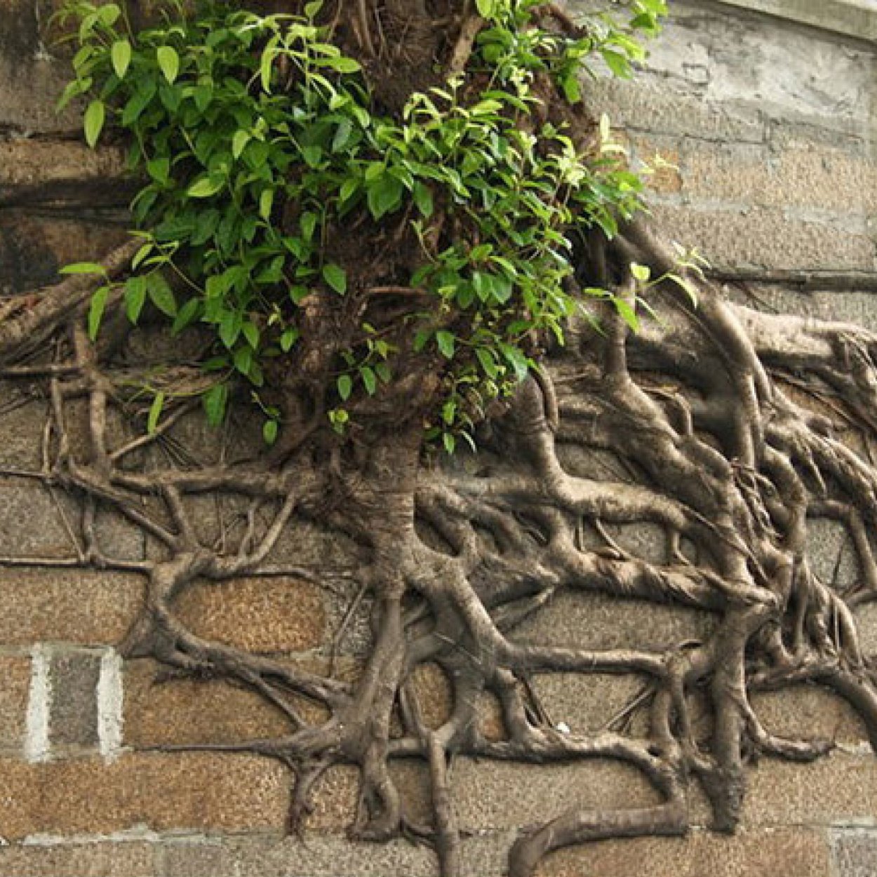 Нашивка дерево жизни