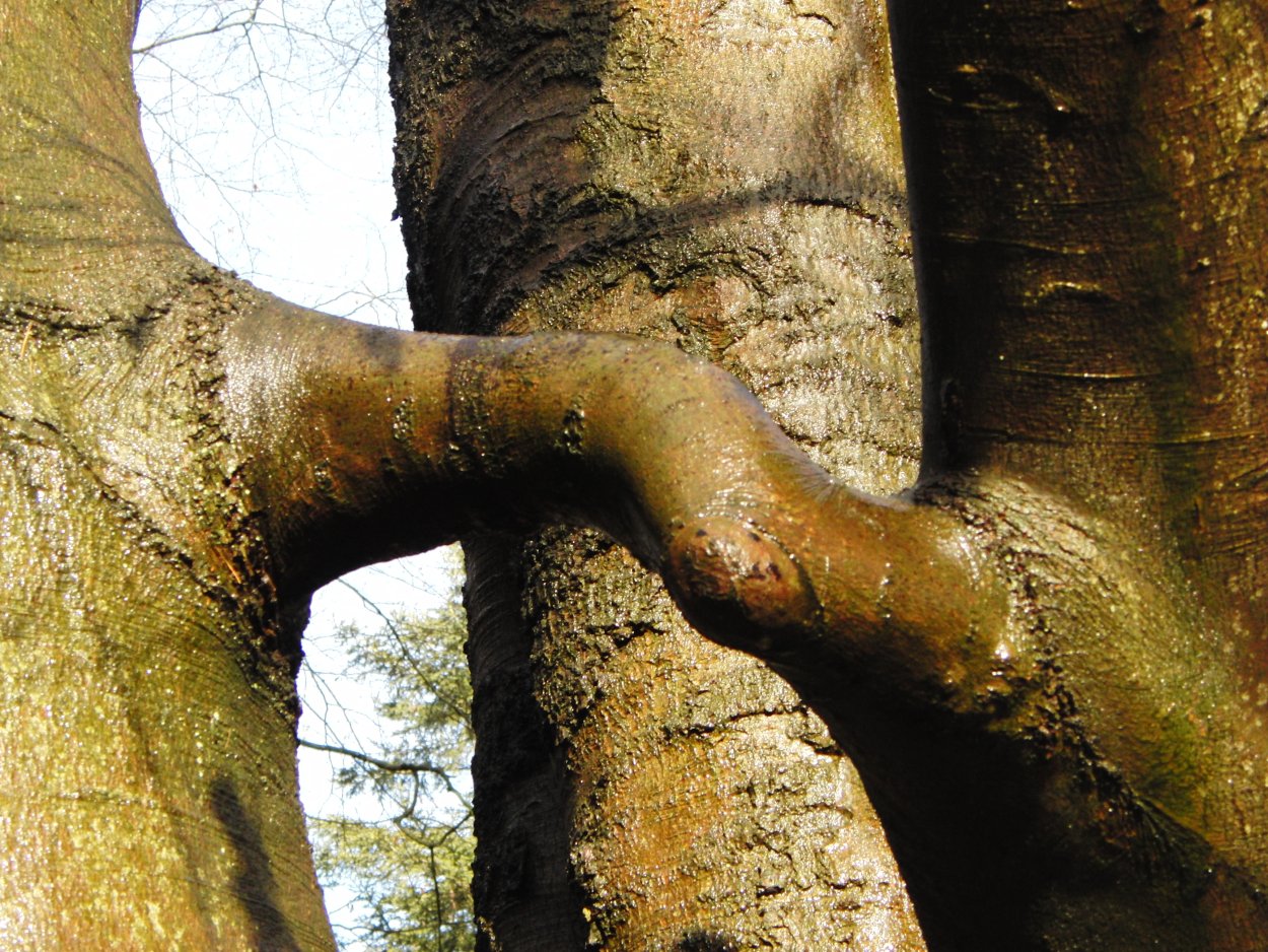 Толстые ветки деревьев