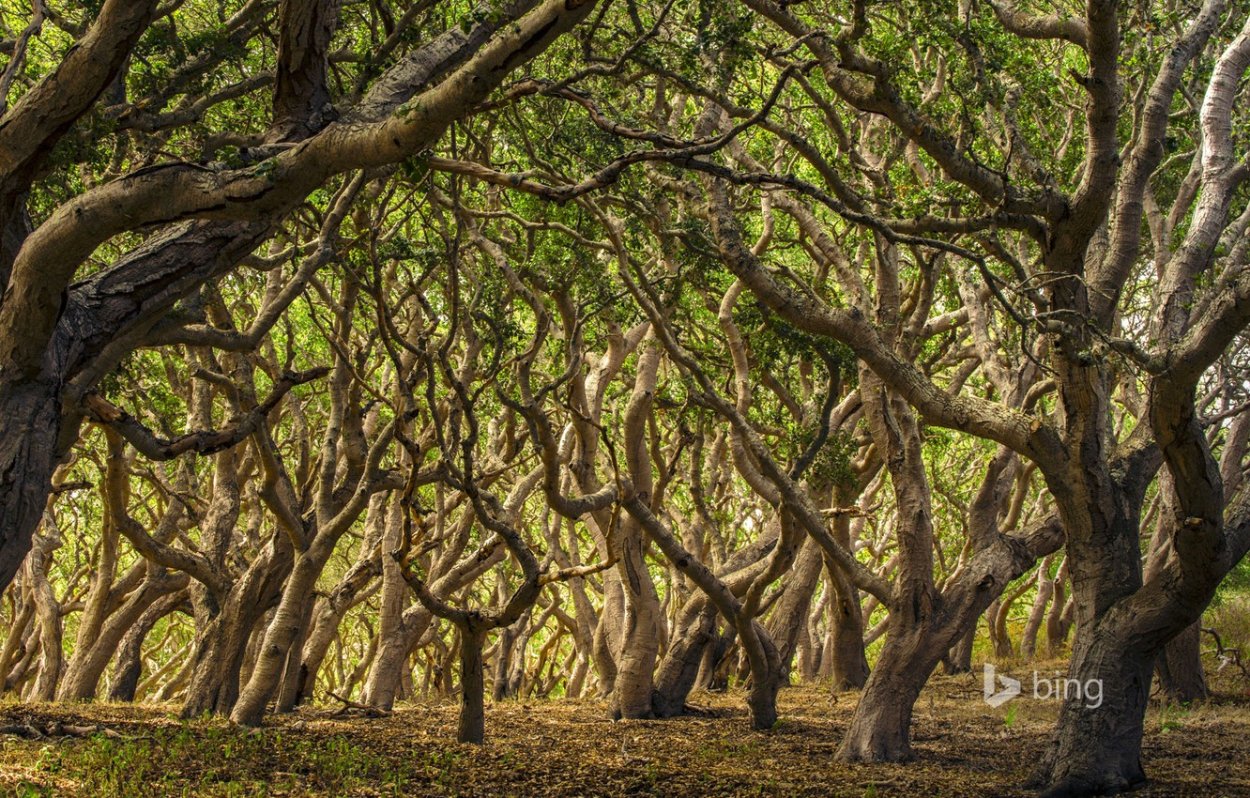 Мощное дерево