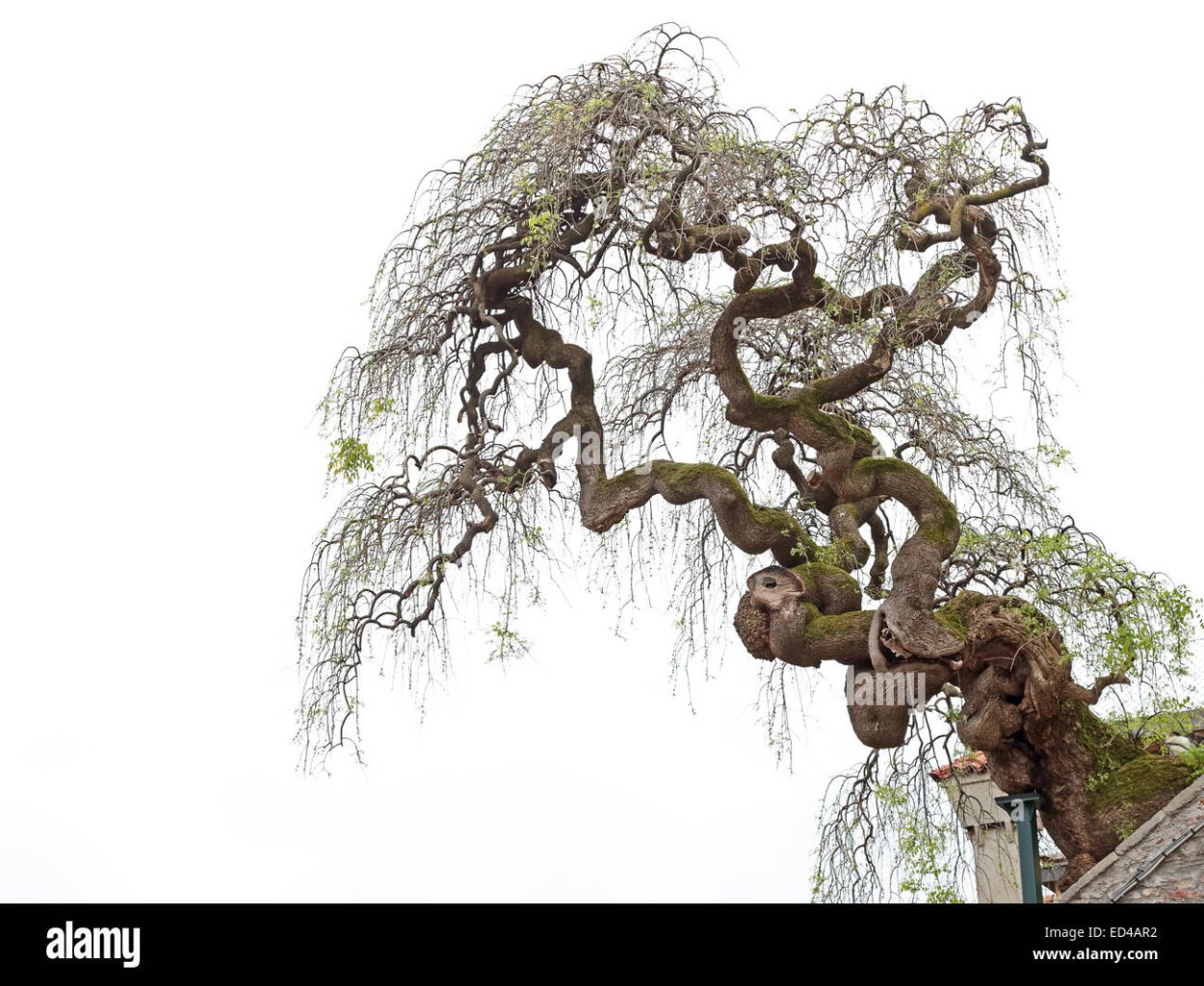 Долина дуба Израиль