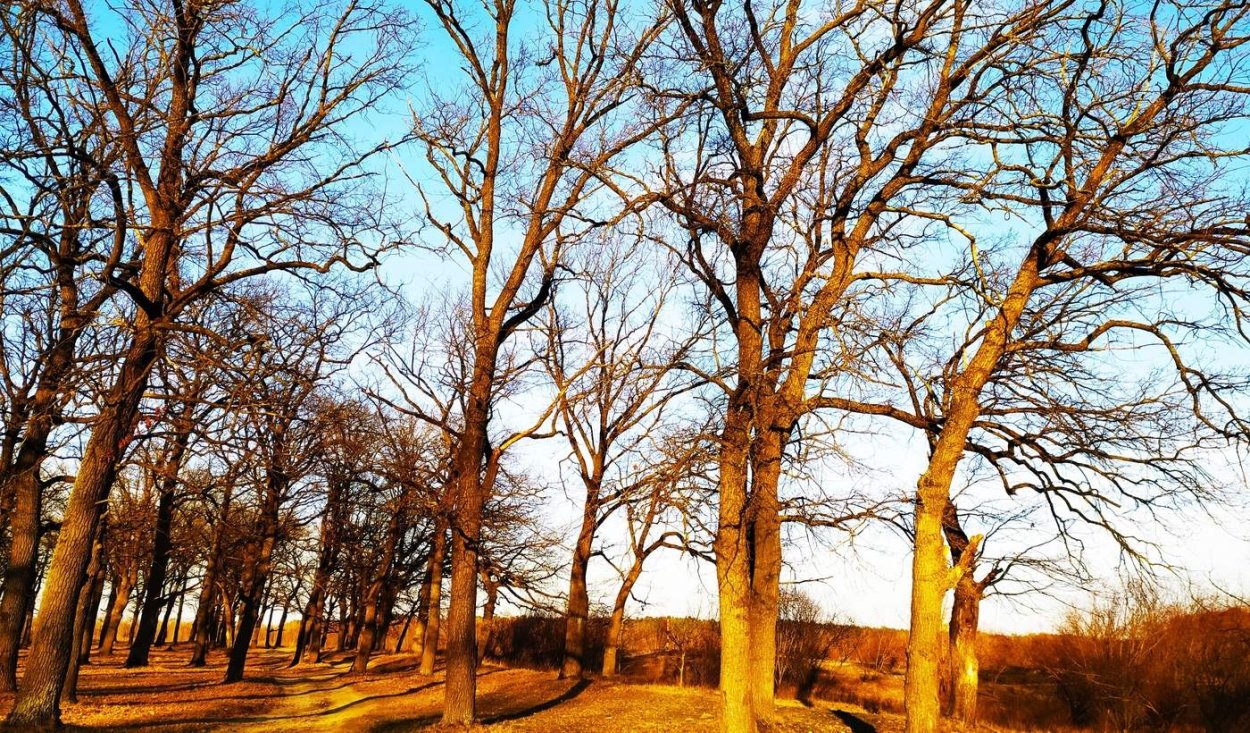 Милорн дерево